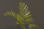 The Alexandra Palm Bush, a Plants & Tree 3D Model by FuturePastCreatives (Thumbnail 7 of 15)