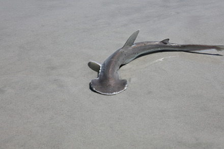 baby hammerhead shark, an Animal Photo by Viktor