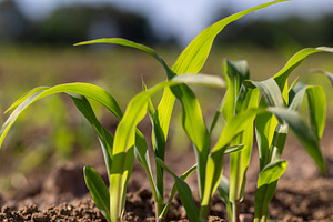 young corn at dawn in the spring, a monocultural field with fresh corn sprouts, a Photo by rsoollAI