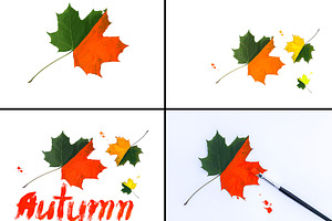 Painted Maple Leaves, an Arts & Entertainment Photo by pictures for you