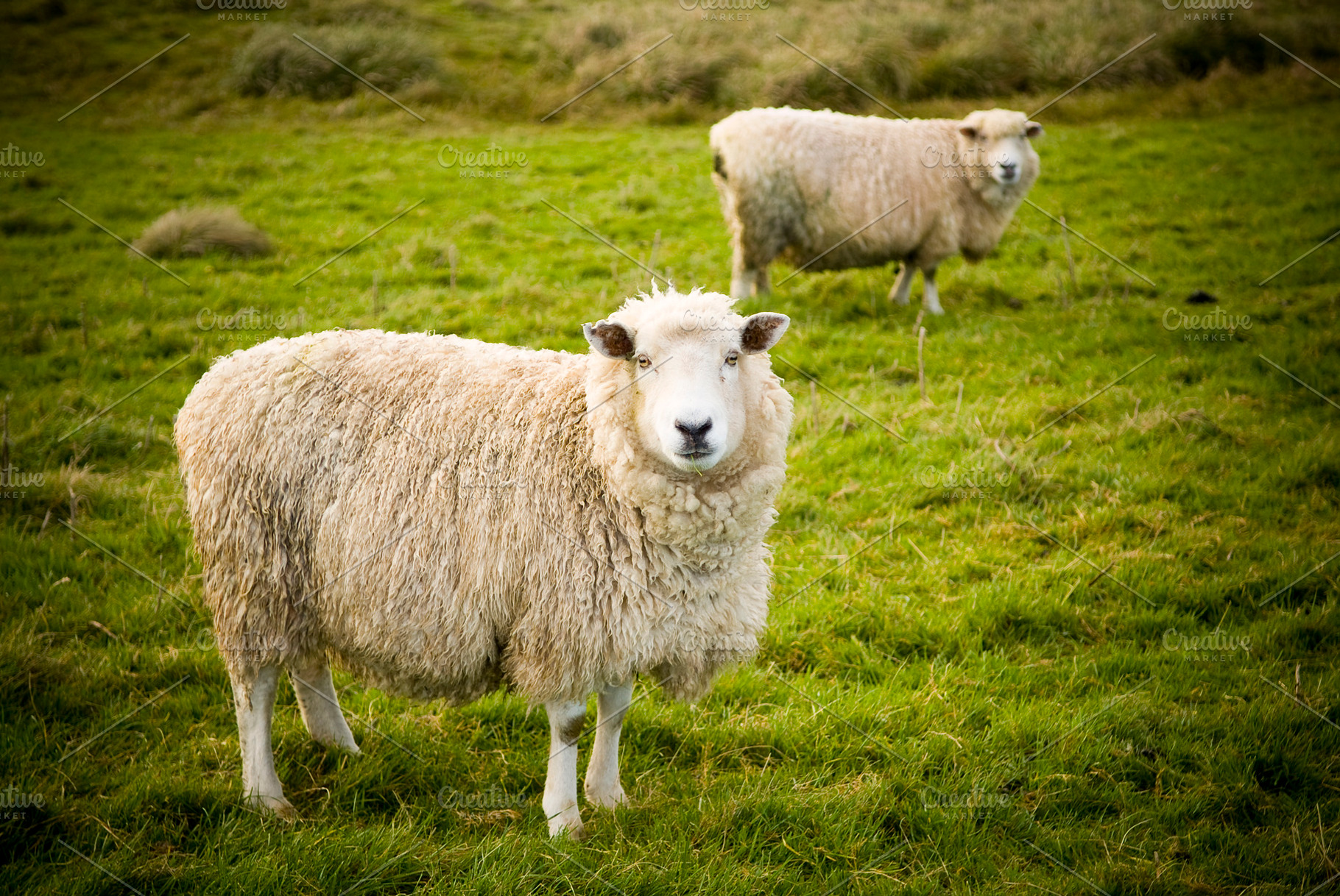 Sheep Portrait, an Animal Photo by THP Creative