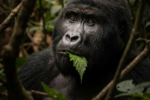 Majestic Mountain Gorilla Portrait, an Animal Photo by Virgo Studio