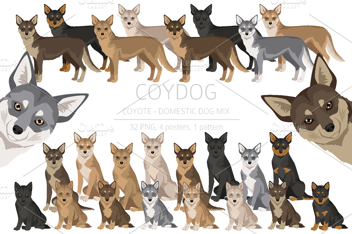 Coydog. Coyote - Domestic dog mix, an Animal Illustration by pet design shop (Photo 1 of 6)