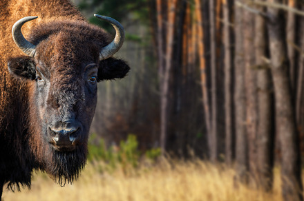 Portrait European Bison on forest. Wildlife scene from nature, an Animal Photo by Byrdyak