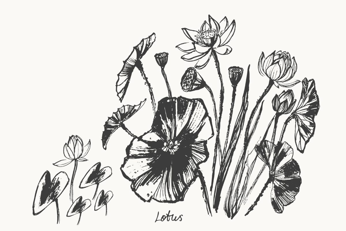 Lotus floral set, a Decorative Illustration by katya.bogina (Photo 2 of 5)