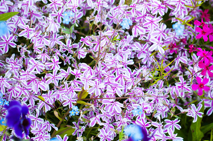 Phlox subulata the creeping phlox