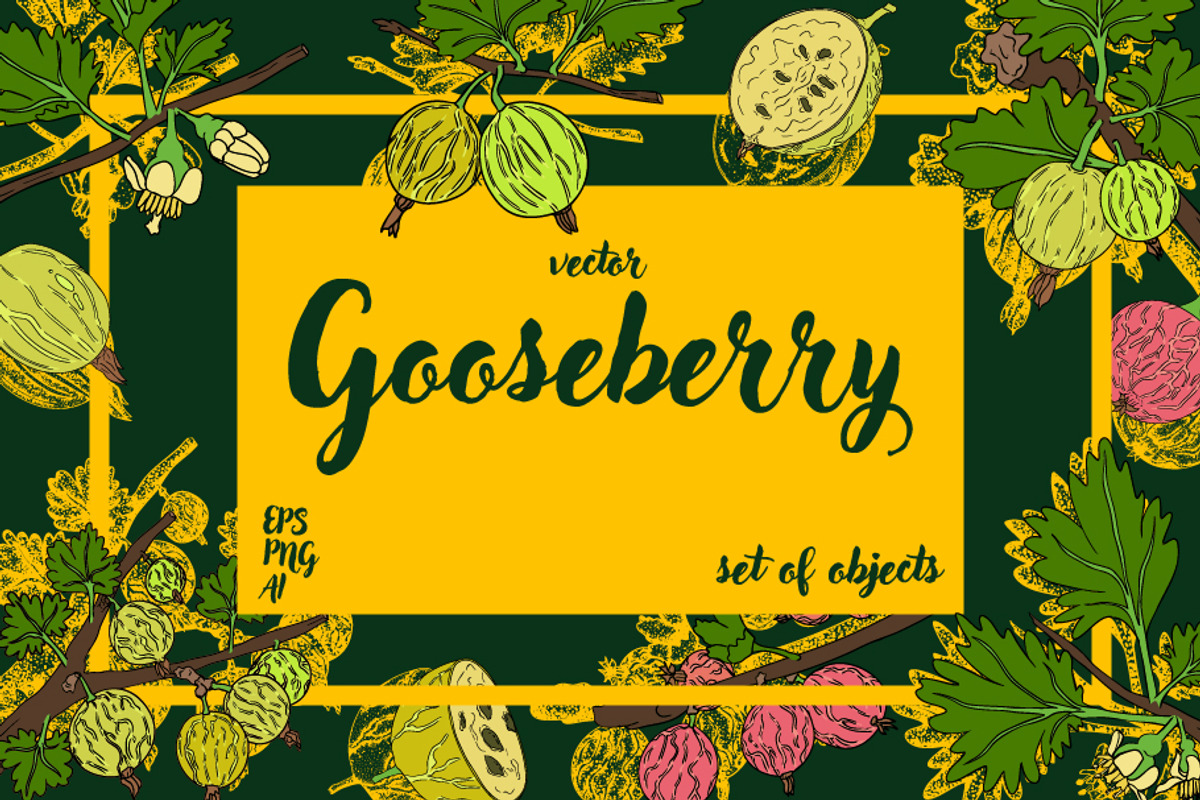 Gooseberry hand drawn vector, a Food Illustration by Elena Mykhailenko (Photo 1 of 4)
