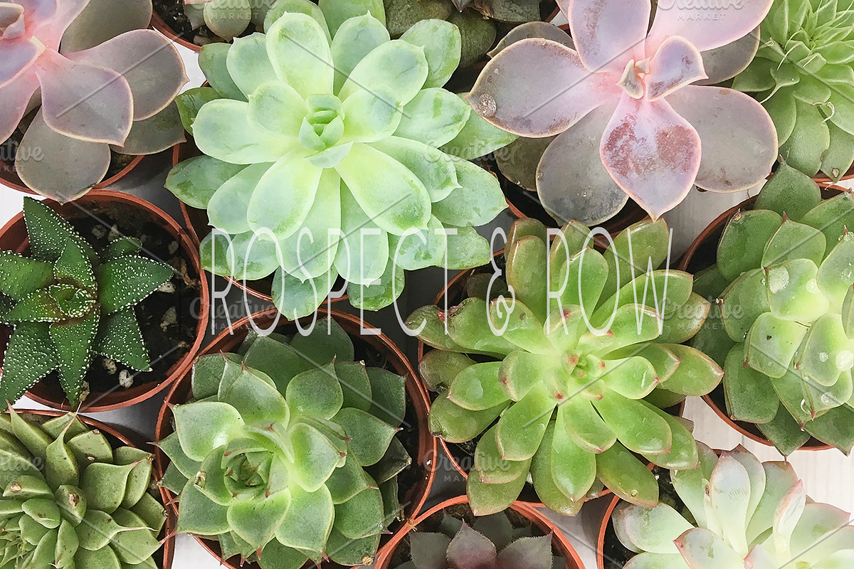 Succulent Photo Bundle, a Photo by Hudson Lark Studio (Photo 6 of 8)