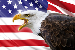 Bald eagle and usa flag featuring america, american, and animal