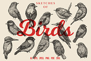 Sketches of birds, an Animal Illustration by CGterminal (Thumbnail 1 of 3)