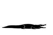 Crocodile Alligator Vector Bundle, an Illustration by jahid234 (Thumbnail 32 of 51)