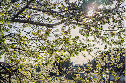 a beautiful spring shrub with small, a Nature Photo by Elizaveta Galitskaya