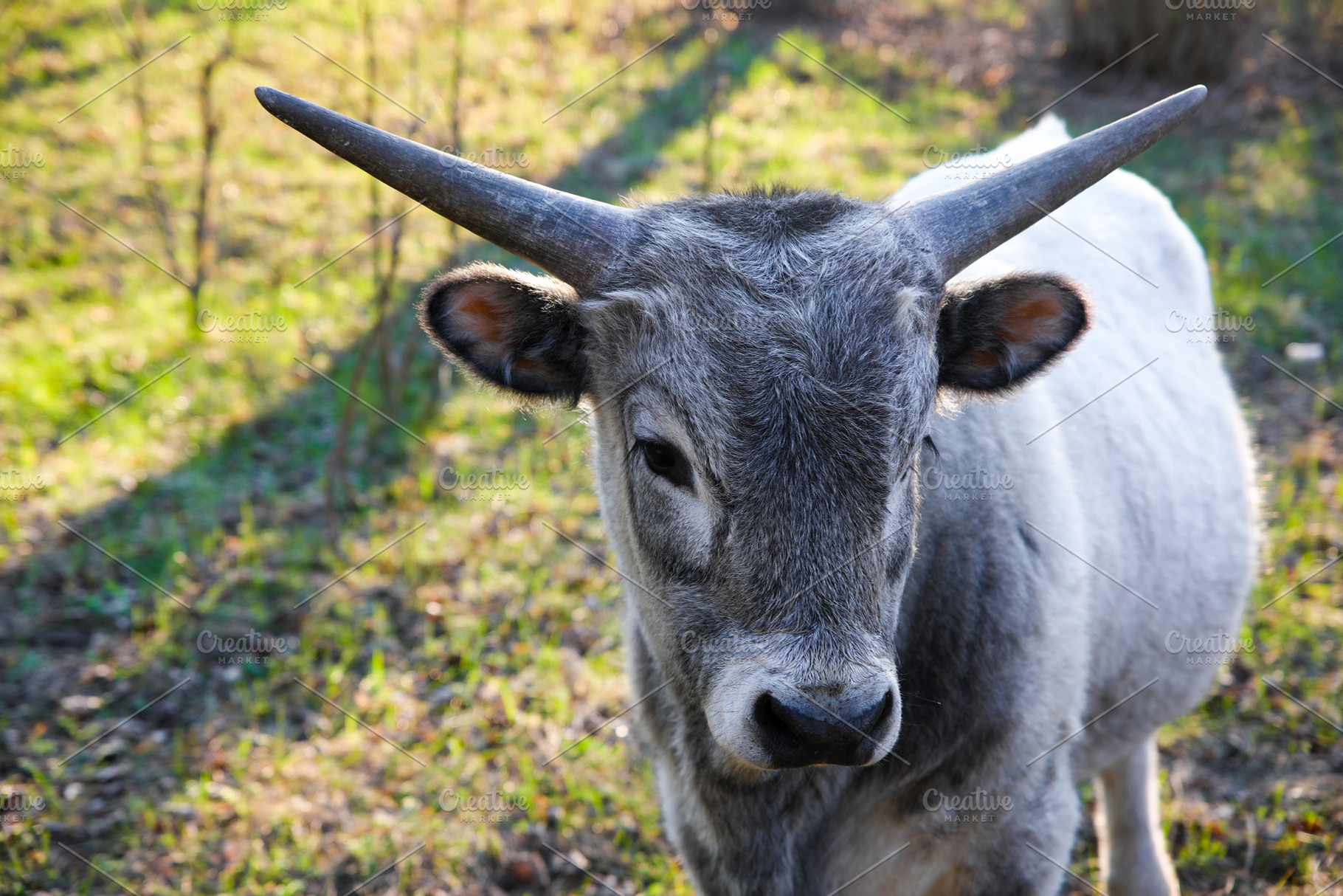 Young gray bull with long horns standing on grassy ground in nat, an Animal Photo by Ales Munt
