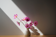 Cosmos Flower in Pot - close up, a Photo by Merinda Designs (Thumbnail 1 of 2)