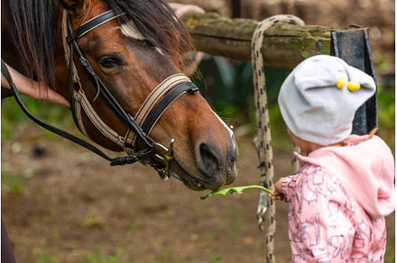 Child feeding brown Horse with long, a Nature Photo by MadPhotos