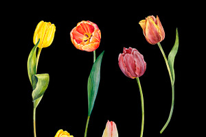 Watercolor Red And Yellow Tulips