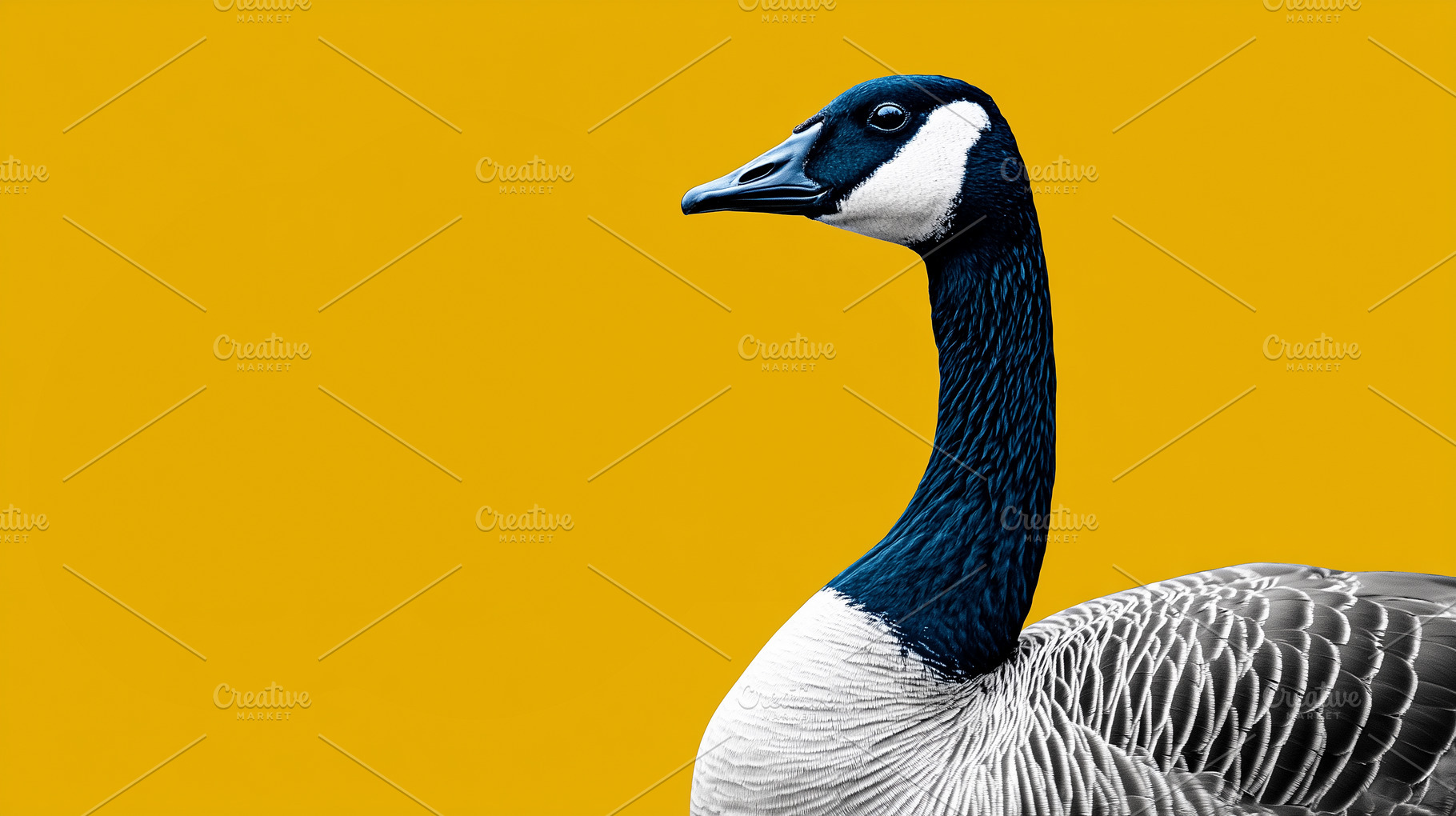 Goose with detailed feathers, an Animal Photo by MistyDay