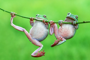 Frog tree frog animal containing frog, tree frog, and animal