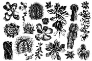 Cactuses and succulents collection, a Decorative Illustration by handsketched (Thumbnail 7 of 7)