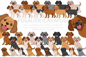 Pugalier (Cavapug) dog mix
