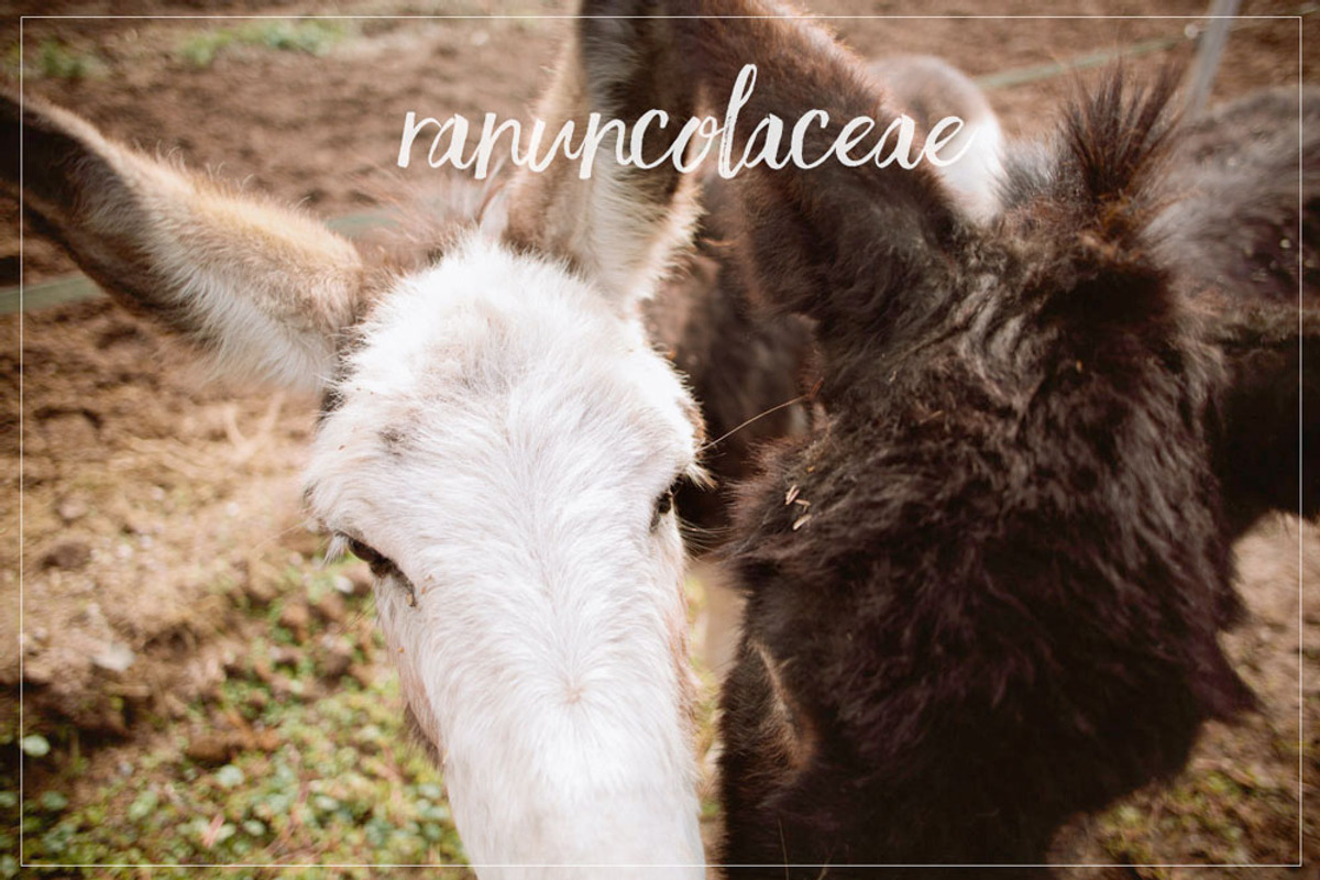 29 Lightroom Presets OH HAPPY DAYS! preview 3