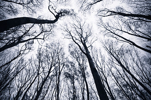 Trees silhouette against the sky