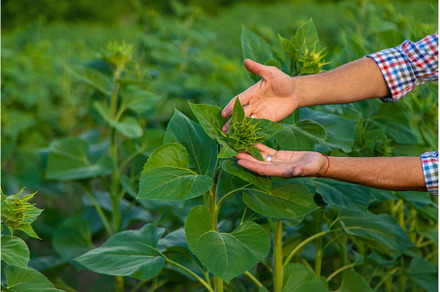 Field sunflowers farmer in the field, a Nature Photo by yanadjana