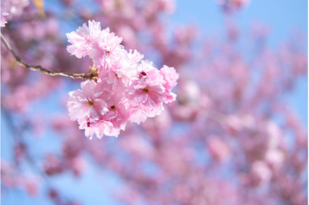 A close up of a tree with pink, a Nature Photo by tilialucida