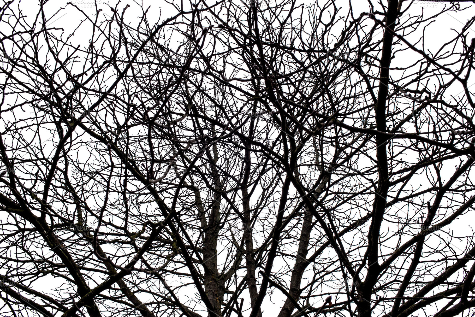 Tree branches isolated on the white stock photo containing wood and isolated, a Nature Photo by UltraShop