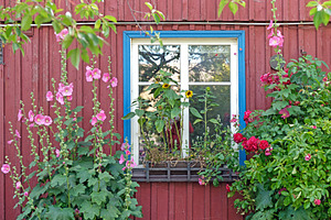 Old window overgrown with flowers, an Architecture Photo by BOOCYS