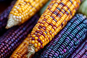 Colorful heirloom corn cobs close up, a Food & Drink Photo by MistyDay