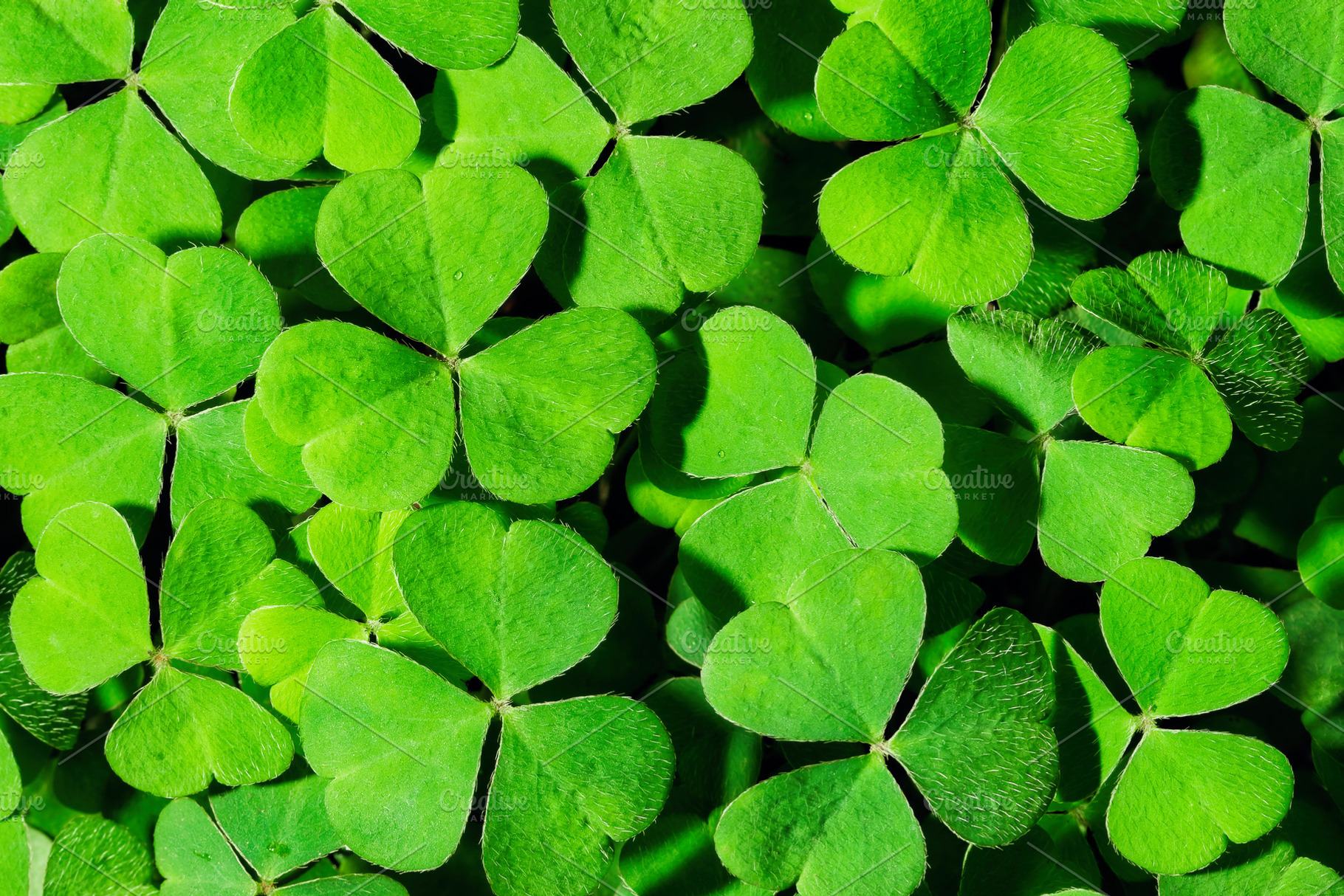 Green clover leaves illuminated by bright sunlight. Fresh shamrock foliage back, a Nature Photo by Eugene_Photo