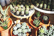 Retreat | Botanical Stock Photo Bund, a Nature Photo by MDSN Design (Thumbnail 13 of 16)