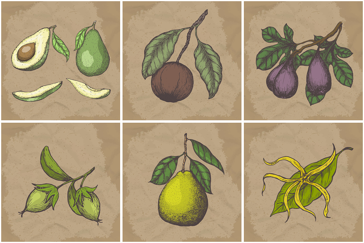 Hand drawn vector plants, a Food Illustration by SHom (Photo 12 of 17)