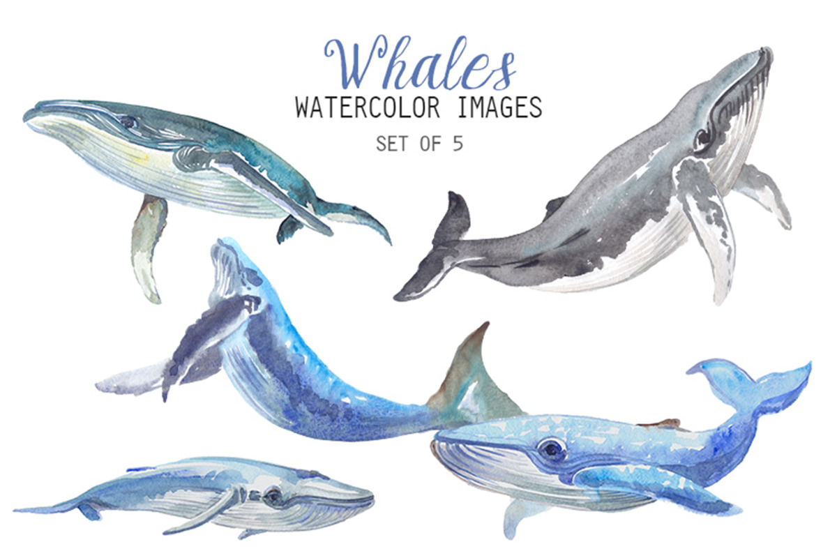 Watercolor Whales Clipart, an Animal Illustration by YesFoxy