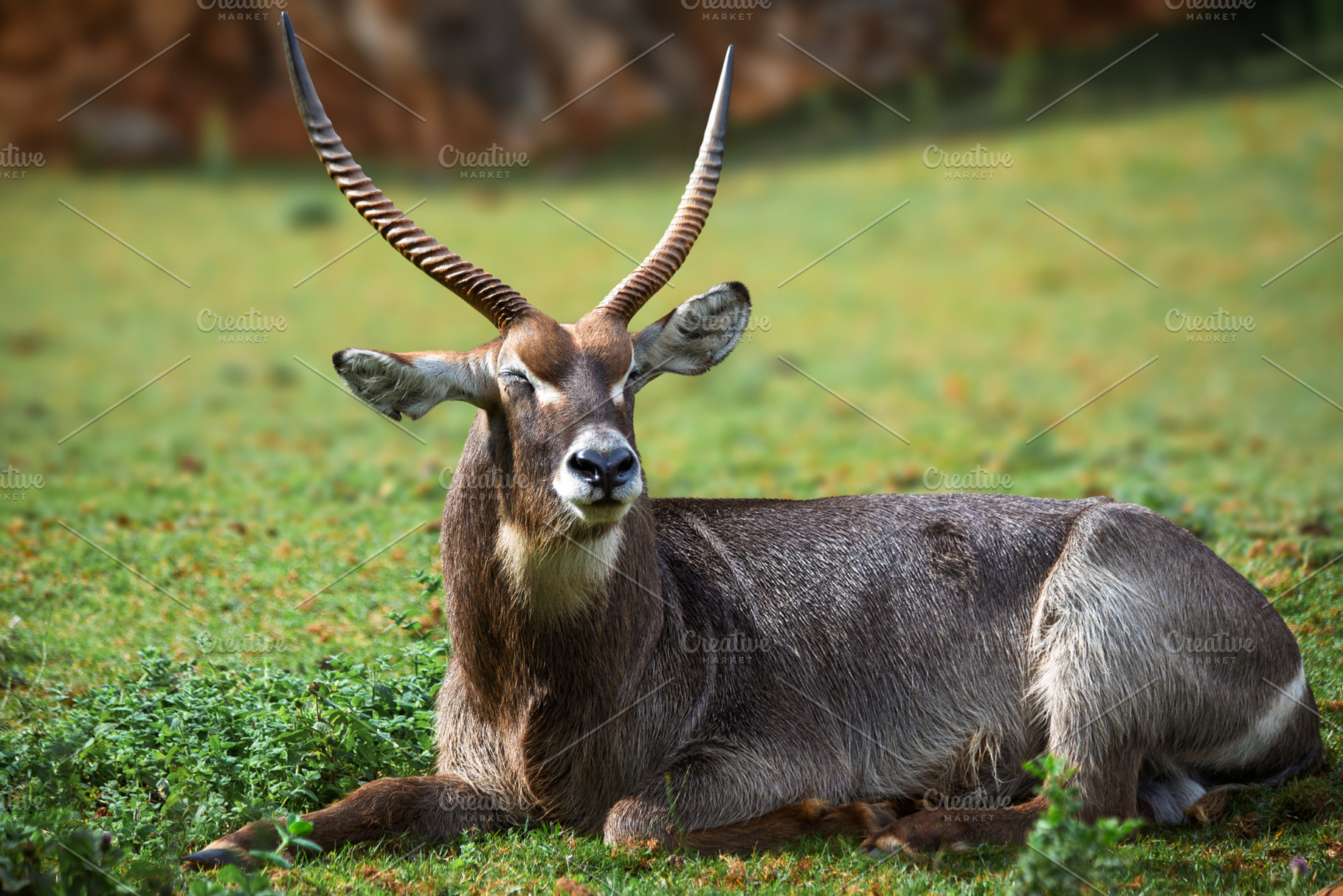Waterbuck Antelope Resting in Africa, an Animal Photo by Perpis