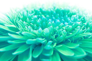 Flower background containing abstract, background, and blooming, a Nature Photo by Liliia Rudchenko