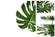 Monstera photo bundle, a Product Mockup by KateAedon (Thumbnail 3 of 4)