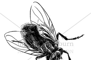 Houseflies Vector Illustration