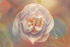 White Camellia Sasanqua Flower, a Nature Photo by Rob D Animal Photography