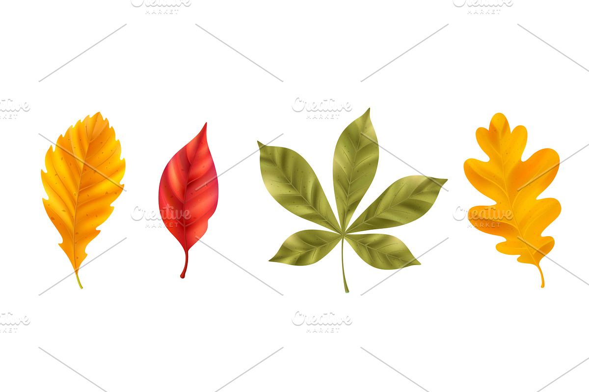 Detailed realistic autumn leaves, an Object Illustration by art PVP - market
