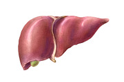 Human Organs Illustration Set, a Healthcare Illustration by Anna Repp Illustration (Thumbnail 5 of 14)