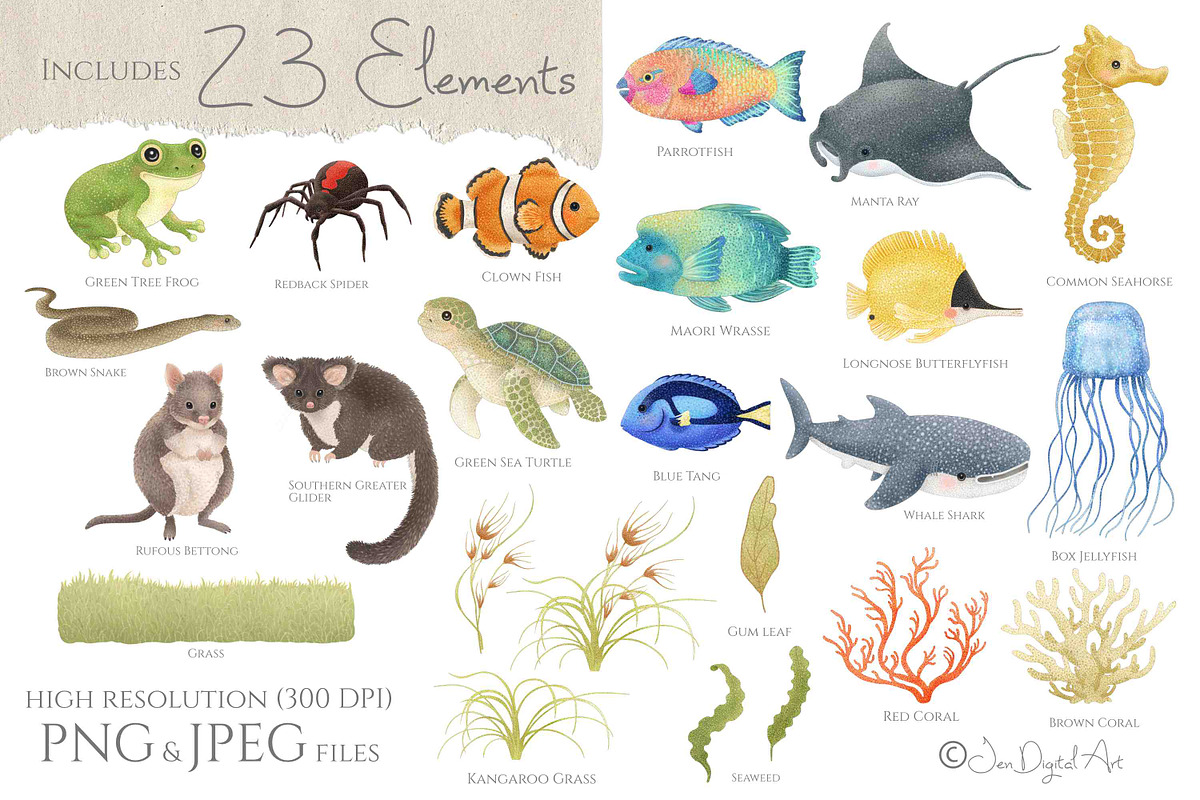 Australian Animals Vol IV, an Animal Illustration by Jen Digital Art (Photo 2 of 8)