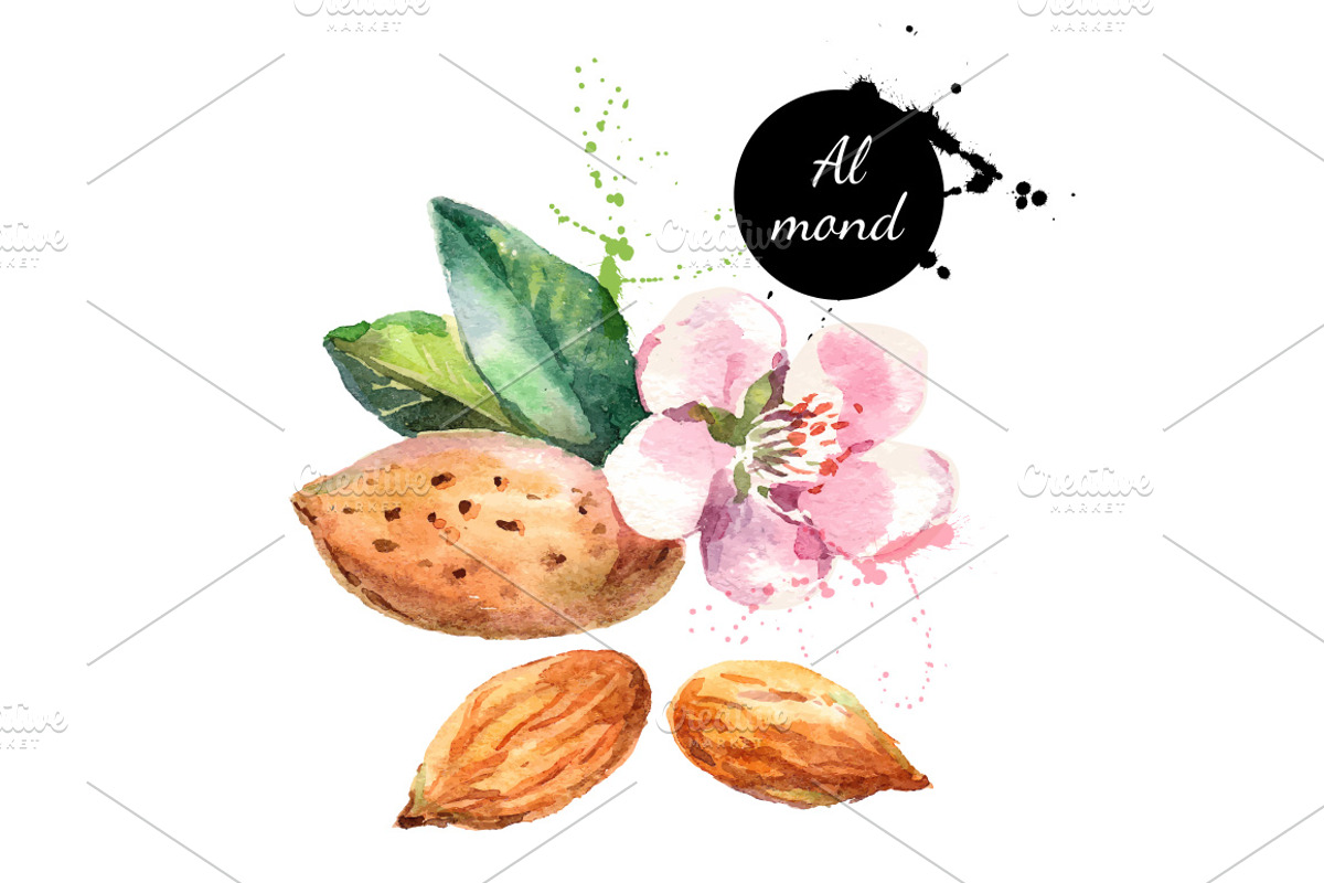 Watercolor Nuts Vector Set, a Food Illustration by Elena Pimonova (Photo 2 of 4)