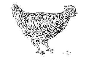 Plymouth Rock Chicken Drawing Side, an Illustration by patrimonio