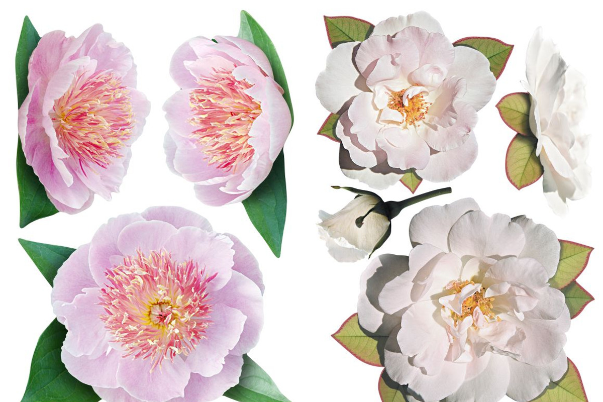 Peonies and white  roses, an Object Graphic by Adamskyistudio (Photo 2 of 2)
