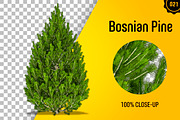 CUT OUT TREES - 60 PCS BUNDLE, a Packaging Mockup by 3DSTORE (Thumbnail 22 of 63)