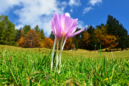 Spring Daffodils In The Meadow preview 6