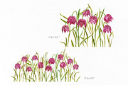 Watercolor Snake’s Head Fritillaries, a Decorative Illustration by GraphicsDish (Thumbnail 3 of 3)