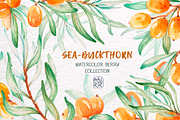 Sea-buckthorn, watercolor collection, an Illustration by Mallinka (Thumbnail 1 of 11)
